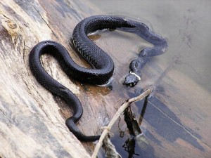 черная водяная змея