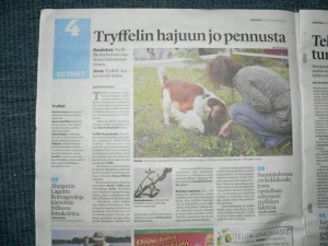 ищем трюфеля в Финляндии. Статья о нас в местной газете